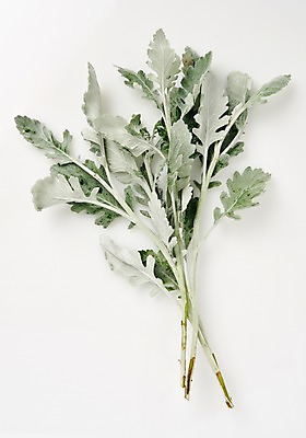 포토 JPG 스튜디오촬영 식물 백그라운드 나뭇잎 사람없음 내추럴 백묘국 국내포토 잎 실내 파일형식