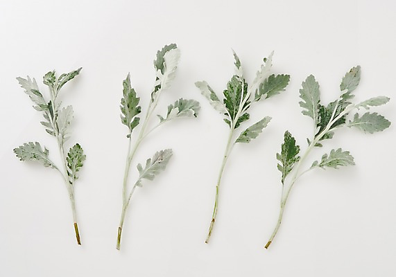 포토 JPG 스튜디오촬영 식물 백그라운드 나뭇잎 사람없음 내추럴 백묘국 국내포토 잎 실내 파일형식