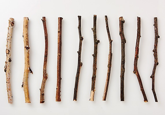 포토 JPG 스튜디오촬영 식물 백그라운드 사람없음 나뭇가지 내추럴 국내포토 나무 실내 파일형식