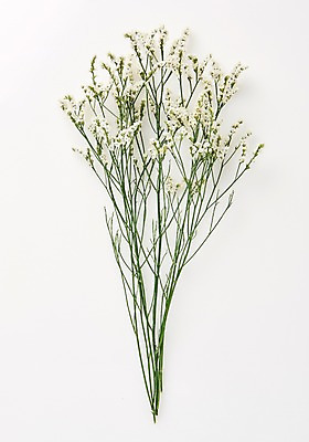 포토 JPG 스튜디오촬영 식물 백그라운드 사람없음 내추럴 시네신스 국내포토 꽃 실내 파일형식