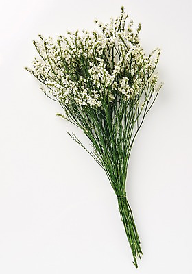 포토 JPG 스튜디오촬영 식물 꽃다발 백그라운드 사람없음 내추럴 시네신스 국내포토 꽃 실내 파일형식