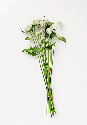 포토 JPG 스튜디오촬영 식물 백그라운드 사람없음 내추럴 국내포토 실내 파일형식