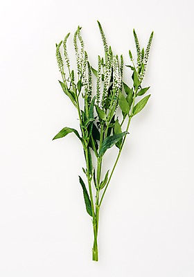 포토 JPG 스튜디오촬영 식물 백그라운드 사람없음 내추럴 베로니카 국내포토 꽃 실내 파일형식