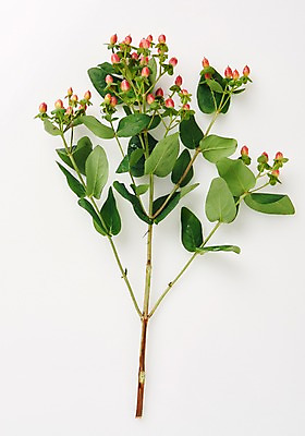 포토 JPG 스튜디오촬영 식물 백그라운드 사람없음 내추럴 아부틸론 국내포토 실내 파일형식