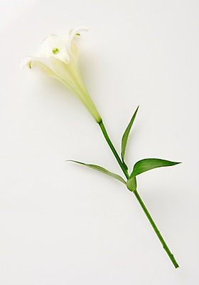 포토 JPG 스튜디오촬영 식물 백그라운드 사람없음 백합 내추럴 국내포토 꽃 실내 파일형식