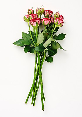 포토 JPG 스튜디오촬영 식물 꽃다발 백그라운드 사람없음 장미 내추럴 국내포토 꽃 실내 파일형식