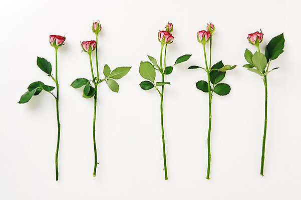 포토 JPG 스튜디오촬영 식물 백그라운드 사람없음 장미 내추럴 국내포토 꽃 실내 파일형식