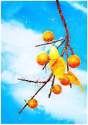 PSD 열매 일러스트 하늘 수채화 감 풍경 사람없음 추석 가을 나뭇가지 감나무 감성 국내일러스트 나무 식물 계절 명절 컨셉 과일 파일형식