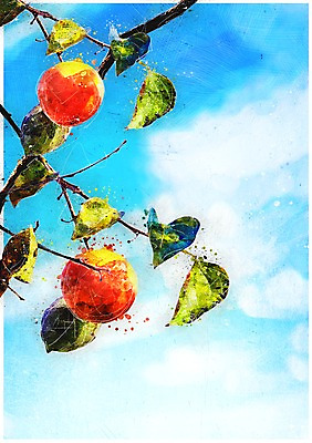 PSD 열매 일러스트 하늘 수채화 감 풍경 사람없음 가을 나뭇가지 감나무 감성 국내일러스트 나무 식물 계절 컨셉 과일 파일형식