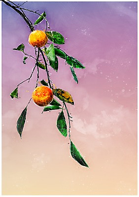 PSD 열매 일러스트 수채화 감 풍경 사람없음 가을 나뭇가지 감나무 감성 국내일러스트 나무 식물 계절 컨셉 과일 파일형식