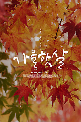 PSD 편집이미지 손글씨 단풍 캘리그라피 단풍나무 한글 사람없음 가을 이미지편집 나무 문자 계절 잎 파일형식