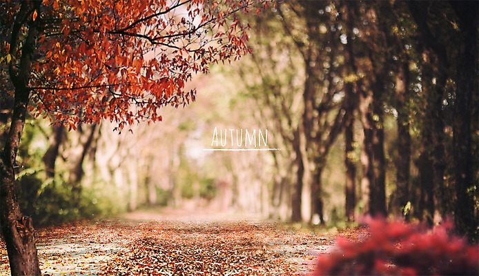 PSD 나무 편집이미지 백그라운드 단풍 단풍나무 프레임 풍경 사람없음 가을풍경 가을 숲속 숲길 가을배경 이미지편집 식물 계절 길 잎 숲 파일형식 가을_계절