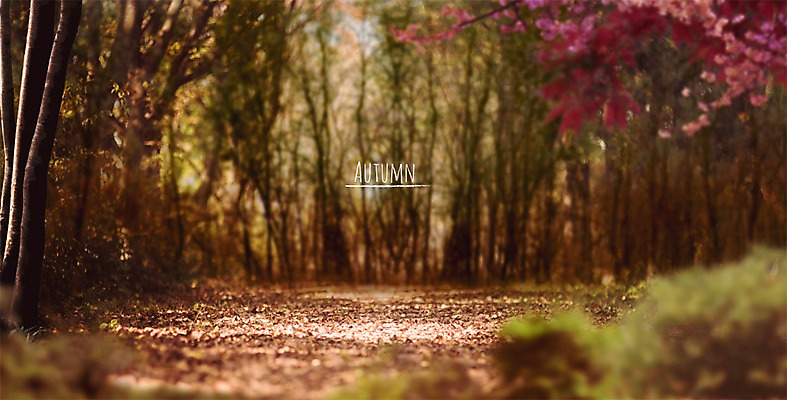 PSD 나무 편집이미지 백그라운드 단풍 단풍나무 프레임 풍경 사람없음 가을풍경 가을 숲속 숲길 가을배경 이미지편집 식물 계절 길 잎 숲 파일형식 가을_계절