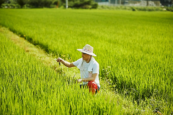 포토 JPG 주간 남자 농업 사진 논 장화 한명 서기 상반신 20대 성인 야외 옆모습 아웃포커스 농사 한국인 농촌 시골 농부 귀농 논두렁 남자한명만 성인남자한명만 청년농부 국내포토 양주시 자연요소 직업 1 산업 뷰포인트 신발 모션 촬영기법 사람 동양인 청년 경기도 남자만 성인남자만 파일형식