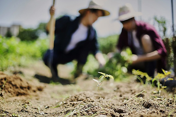포토 JPG 주간 전신 남자 밭 농업 사진 앉기 20대 성인 야외 두명 앞모습 아웃포커스 친구 새싹 농사 한국인 농촌 시골 농부 귀농 성인남자만 청년농부 국내포토 양주시 자연요소 식물 직업 산업 뷰포인트 관계 모션 촬영기법 사람 동양인 청년 경기도 남자만 성인만 파일형식