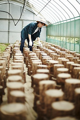 포토 JPG 나무 남자 농업 사진 실내 한명 서기 상반신 20대 성인 앞모습 아웃포커스 농사 한국인 농촌 시골 농부 통나무 귀농 비닐하우스 남자한명만 성인남자한명만 소상공인 청년농부 국내포토 양주시 식물 직업 1 산업 뷰포인트 모션 촬영기법 사람 동양인 청년 내부 경제 상인 경기도 남자만 성인남자만 파일형식