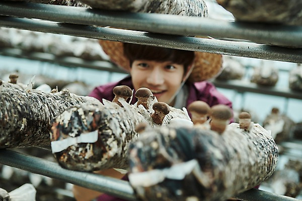 포토 JPG 나무 남자 농업 사진 실내 한명 서기 미소 상반신 20대 성인 앞모습 아웃포커스 농사 한국인 수확 추수 농촌 시골 농부 귀농 송이버섯 비닐하우스 버섯재배 남자한명만 성인남자한명만 소상공인 청년농부 국내포토 양주시 식물 직업 1 산업 뷰포인트 모션 촬영기법 표정 사람 동양인 청년 내부 경제 버섯 상인 경기도 남자만 성인남자만 파일형식