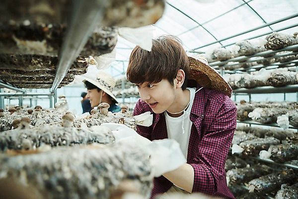 포토 JPG 나무 남자 농업 사진 실내 서기 미소 상반신 20대 성인 두명 옆모습 아웃포커스 친구 농사 한국인 수확 추수 농촌 시골 농부 귀농 송이버섯 비닐하우스 버섯재배 성인남자만 소상공인 청년농부 국내포토 양주시 식물 직업 산업 뷰포인트 관계 모션 촬영기법 표정 사람 동양인 청년 내부 경제 버섯 상인 경기도 남자만 성인만 파일형식