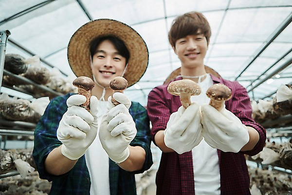 포토 JPG 나무 남자 농업 사진 실내 서기 미소 들기 상반신 20대 성인 두명 앞모습 아웃포커스 친구 농사 한국인 수확 추수 농촌 시골 농부 귀농 송이버섯 비닐하우스 버섯재배 성인남자만 소상공인 청년농부 국내포토 양주시 식물 직업 산업 뷰포인트 관계 모션 촬영기법 표정 사람 동양인 청년 내부 경제 버섯 상인 경기도 남자만 성인만 파일형식