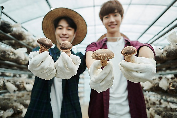 포토 JPG 나무 남자 농업 사진 실내 서기 미소 들기 상반신 20대 성인 두명 앞모습 아웃포커스 친구 농사 한국인 수확 추수 농촌 시골 농부 귀농 송이버섯 비닐하우스 버섯재배 성인남자만 소상공인 청년농부 국내포토 양주시 식물 직업 산업 뷰포인트 관계 모션 촬영기법 표정 사람 동양인 청년 내부 경제 버섯 상인 경기도 남자만 성인만 파일형식