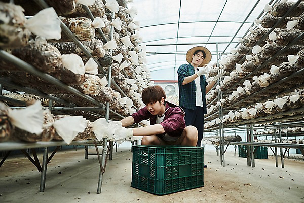 포토 JPG 전신 나무 남자 농업 사진 실내 앉기 상반신 20대 성인 두명 앞모습 아웃포커스 친구 상자 바구니 농사 한국인 수확 추수 농촌 시골 농부 귀농 송이버섯 비닐하우스 함 꽃상자 버섯재배 비누갑 성인남자만 소상공인 청년농부 국내포토 양주시 식물 직업 꽃 산업 뷰포인트 관계 모션 촬영기법 사람 동양인 청년 내부 경제 위생용품 버섯 상인 경기도 남자만 성인만 파일형식