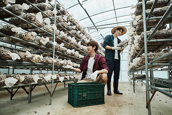 포토 JPG 전신 나무 남자 농업 사진 실내 들기 앉기 상반신 20대 성인 두명 앞모습 아웃포커스 친구 상자 바구니 농사 한국인 수확 추수 농촌 시골 농부 귀농 송이버섯 비닐하우스 함 꽃상자 버섯재배 비누갑 성인남자만 청년농부 국내포토 양주시 식물 직업 꽃 산업 뷰포인트 관계 모션 촬영기법 사람 동양인 청년 내부 위생용품 버섯 경기도 남자만 성인만 파일형식