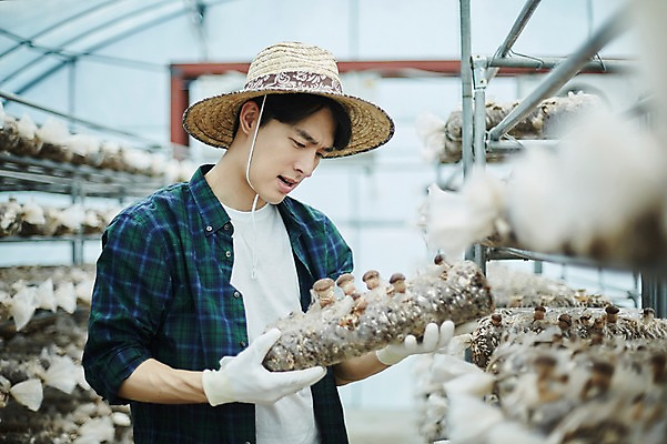 포토 JPG 나무 남자 농업 사진 실내 한명 서기 들기 상반신 20대 성인 옆모습 아웃포커스 농사 한국인 수확 추수 농촌 시골 농부 귀농 송이버섯 비닐하우스 버섯재배 남자한명만 성인남자한명만 청년농부 국내포토 양주시 식물 직업 1 산업 뷰포인트 모션 촬영기법 사람 동양인 청년 내부 버섯 경기도 남자만 성인남자만 파일형식