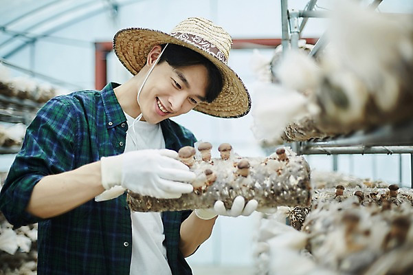 포토 JPG 나무 남자 농업 사진 실내 한명 서기 미소 들기 상반신 20대 성인 앞모습 아웃포커스 농사 한국인 수확 추수 농촌 시골 농부 귀농 송이버섯 비닐하우스 버섯재배 남자한명만 성인남자한명만 청년농부 국내포토 양주시 식물 직업 1 산업 뷰포인트 모션 촬영기법 표정 사람 동양인 청년 내부 버섯 경기도 남자만 성인남자만 파일형식