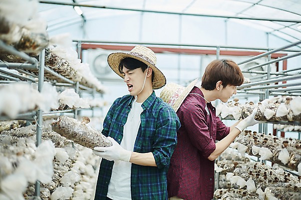 포토 JPG 나무 남자 농업 사진 실내 서기 미소 들기 상반신 20대 성인 두명 옆모습 아웃포커스 친구 농사 한국인 수확 추수 농촌 시골 농부 귀농 송이버섯 비닐하우스 버섯재배 성인남자만 소상공인 청년농부 국내포토 양주시 식물 직업 산업 뷰포인트 관계 모션 촬영기법 표정 사람 동양인 청년 내부 경제 버섯 상인 경기도 남자만 성인만 파일형식