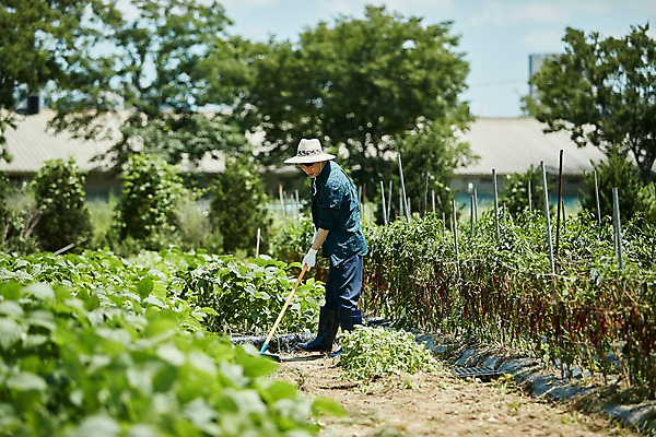 포토 JPG 주간 전신 남자 밭 농업 사진 한명 서기 20대 성인 야외 옆모습 아웃포커스 농사 한국인 농촌 시골 농부 귀농 무청 밭일 남자한명만 성인남자한명만 청년농부 국내포토 양주시 자연요소 직업 1 산업 뷰포인트 모션 촬영기법 사람 동양인 청년 경기도 남자만 성인남자만 파일형식