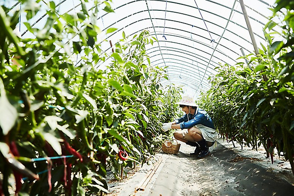 포토 JPG 전신 남자 밭 농업 사진 고추 실내 한명 앉기 20대 성인 옆모습 아웃포커스 농사 한국인 수확 추수 농촌 시골 농부 귀농 비닐하우스 고추밭 밭일 남자한명만 성인남자한명만 소상공인 청년농부 국내포토 양주시 직업 1 산업 뷰포인트 채소 모션 촬영기법 사람 동양인 청년 내부 경제 상인 경기도 남자만 성인남자만 파일형식