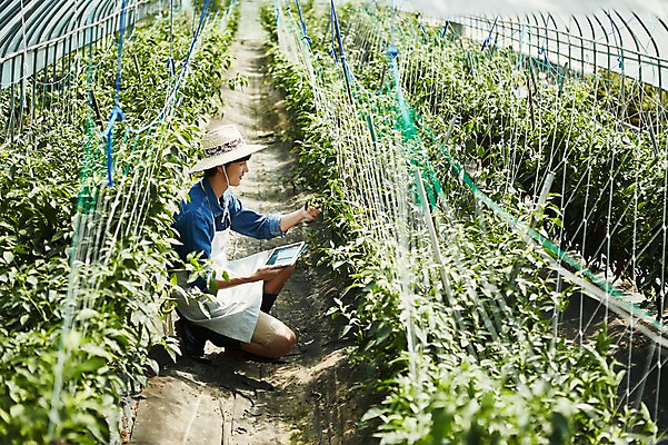 포토 JPG 전신 남자 밭 농업 사진 고추 실내 한명 앉기 20대 성인 옆모습 아웃포커스 농사 한국인 수확 추수 농촌 시골 농부 귀농 비닐하우스 고추밭 밭일 남자한명만 성인남자한명만 소상공인 청년농부 국내포토 양주시 직업 1 산업 뷰포인트 채소 모션 촬영기법 사람 동양인 청년 내부 경제 상인 경기도 남자만 성인남자만 파일형식