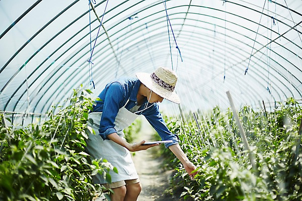 포토 JPG 남자 밭 농업 사진 고추 실내 한명 서기 상반신 20대 성인 옆모습 아웃포커스 농사 한국인 수확 추수 농촌 시골 농부 귀농 비닐하우스 고추밭 밭일 남자한명만 성인남자한명만 소상공인 청년농부 국내포토 양주시 직업 1 산업 뷰포인트 채소 모션 촬영기법 사람 동양인 청년 내부 경제 상인 경기도 남자만 성인남자만 파일형식