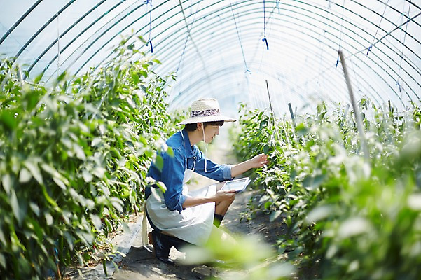 포토 JPG 전신 남자 밭 농업 사진 고추 실내 한명 앉기 20대 성인 옆모습 아웃포커스 태블릿 농사 한국인 수확 추수 농촌 시골 농부 귀농 비닐하우스 고추밭 밭일 남자한명만 성인남자한명만 소상공인 청년농부 국내포토 양주시 직업 1 산업 뷰포인트 채소 모션 촬영기법 사람 동양인 청년 내부 경제 전자제품 스마트기기 상인 경기도 남자만 성인남자만 파일형식