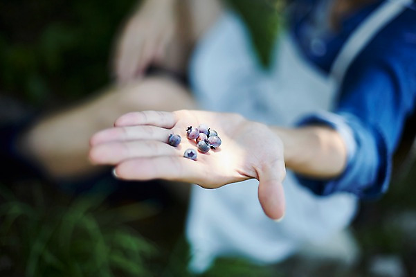 포토 JPG 주간 손 남자 밭 농업 사진 한명 들기 앉기 상반신 20대 성인 야외 아웃포커스 신체부위 농사 한국인 농촌 시골 농부 블루베리 귀농 밭일 남자한명만 성인남자한명만 청년농부 국내포토 양주시 자연요소 직업 1 산업 과일 모션 촬영기법 사람 동양인 청년 경기도 남자만 성인남자만 파일형식