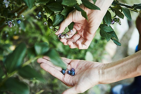 포토 JPG 주간 손 남자 밭 농업 사진 한명 상반신 20대 성인 야외 아웃포커스 신체부위 농사 한국인 농촌 시골 농부 블루베리 귀농 밭일 남자한명만 성인남자한명만 청년농부 국내포토 양주시 자연요소 직업 1 산업 과일 촬영기법 사람 동양인 청년 경기도 남자만 성인남자만 파일형식