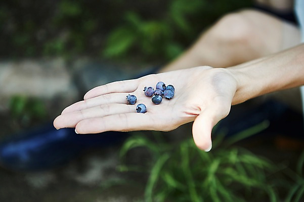 포토 JPG 주간 손 남자 밭 농업 사진 한명 상반신 20대 성인 야외 아웃포커스 신체부위 농사 한국인 농촌 시골 농부 블루베리 귀농 밭일 남자한명만 성인남자한명만 청년농부 국내포토 양주시 자연요소 직업 1 산업 과일 촬영기법 사람 동양인 청년 경기도 남자만 성인남자만 파일형식