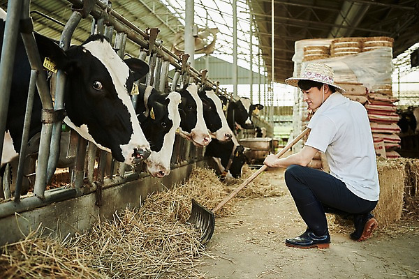 포토 JPG 주간 전신 남자 사진 한명 미소 앉기 20대 성인 야외 옆모습 아웃포커스 한국인 농촌 시골 소 건초 볏짚 농부 귀농 외양간 성인남자한명만 청년농부 국내포토 양주시 자연요소 직업 1 뷰포인트 농업 포유류 모션 촬영기법 표정 사람 동양인 청년 짚 경기도 남자한명만 성인남자만 파일형식