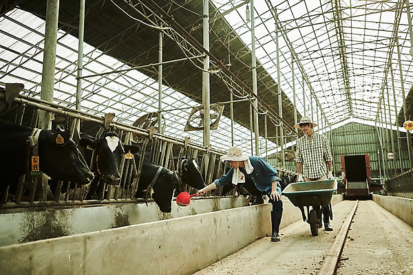 포토 JPG 주간 전신 남자 사진 서기 20대 성인 야외 두명 앞모습 아웃포커스 친구 수레 한국인 농촌 시골 소 농부 먹이 귀농 바가지 여물 외양간 성인남자만 청년농부 국내포토 양주시 자연요소 직업 뷰포인트 농업 포유류 관계 모션 촬영기법 사람 동양인 청년 카트 경기도 남자만 성인만 파일형식