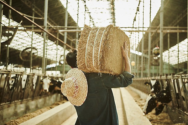 포토 JPG 주간 남자 사진 한명 서기 들기 상반신 20대 성인 야외 뒷모습 아웃포커스 한국인 농촌 시골 소 건초 볏짚 농부 귀농 외양간 성인남자한명만 청년농부 국내포토 양주시 자연요소 직업 1 뷰포인트 농업 포유류 모션 촬영기법 사람 동양인 청년 짚 경기도 남자한명만 성인남자만 파일형식
