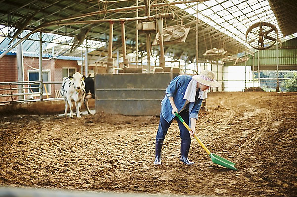 포토 JPG 주간 전신 남자 사진 한명 서기 들기 20대 성인 야외 앞모습 아웃포커스 한국인 농촌 시골 소 농부 청소 삽 정리 귀농 외양간 소우리 성인남자한명만 청년농부 국내포토 양주시 자연요소 직업 1 뷰포인트 농업 포유류 모션 촬영기법 사람 동양인 청년 경기도 남자한명만 성인남자만 파일형식
