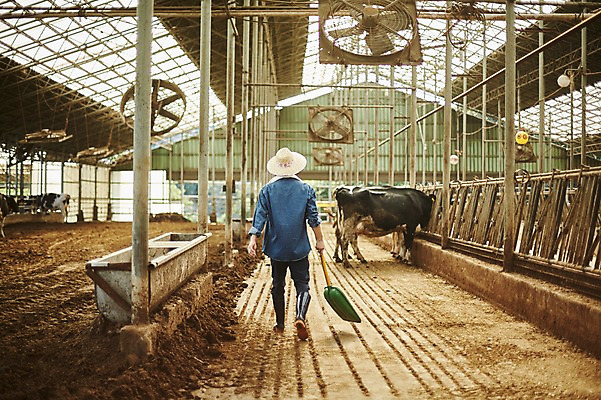 포토 JPG 주간 전신 남자 사진 한명 서기 들기 20대 성인 야외 뒷모습 아웃포커스 한국인 농촌 시골 소 농부 청소 삽 정리 귀농 외양간 소우리 성인남자한명만 청년농부 국내포토 양주시 자연요소 직업 1 뷰포인트 농업 포유류 모션 촬영기법 사람 동양인 청년 경기도 남자한명만 성인남자만 파일형식