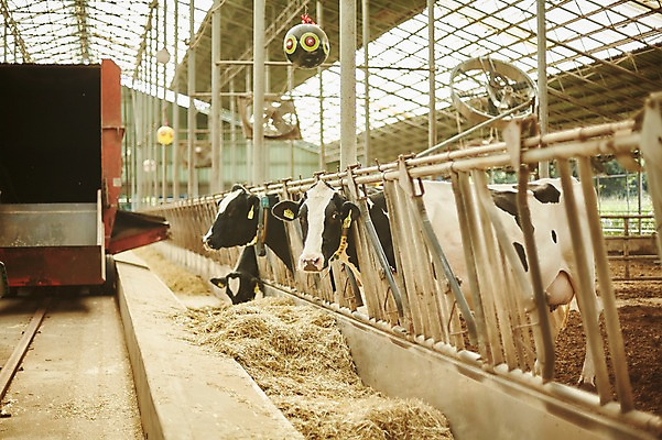 포토 JPG 주간 사진 사람없음 야외 아웃포커스 시골 건초 볏짚 젖소 헛간 외양간 여물통 국내포토 양주시 자연요소 촬영기법 소 짚 저장고 경기도 파일형식