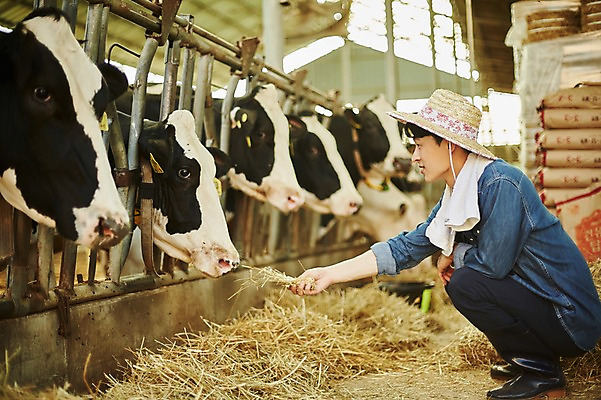 포토 JPG 주간 전신 남자 사진 한명 미소 앉기 20대 성인 야외 옆모습 아웃포커스 한국인 농촌 시골 소 건초 볏짚 농부 먹이 귀농 여물 외양간 성인남자한명만 청년농부 국내포토 양주시 자연요소 직업 1 뷰포인트 농업 포유류 모션 촬영기법 표정 사람 동양인 청년 짚 경기도 남자한명만 성인남자만 파일형식