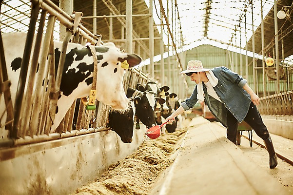 포토 JPG 주간 전신 남자 사진 한명 서기 20대 성인 야외 옆모습 아웃포커스 한국인 농촌 시골 소 농부 먹이 귀농 바가지 여물 외양간 여물통 성인남자한명만 청년농부 국내포토 양주시 자연요소 직업 1 뷰포인트 농업 포유류 모션 촬영기법 사람 동양인 청년 경기도 남자한명만 성인남자만 파일형식