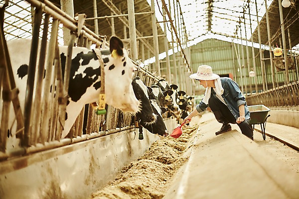 포토 JPG 주간 전신 남자 사진 한명 서기 20대 성인 야외 옆모습 아웃포커스 한국인 농촌 시골 소 농부 먹이 귀농 바가지 여물 외양간 여물통 성인남자한명만 청년농부 국내포토 양주시 자연요소 직업 1 뷰포인트 농업 포유류 모션 촬영기법 사람 동양인 청년 경기도 남자한명만 성인남자만 파일형식