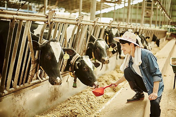 포토 JPG 주간 전신 남자 사진 한명 미소 앉기 20대 성인 야외 옆모습 아웃포커스 한국인 농촌 시골 소 농부 먹이 귀농 바가지 여물 외양간 여물통 성인남자한명만 청년농부 국내포토 양주시 자연요소 직업 1 뷰포인트 농업 포유류 모션 촬영기법 표정 사람 동양인 청년 경기도 남자한명만 성인남자만 파일형식