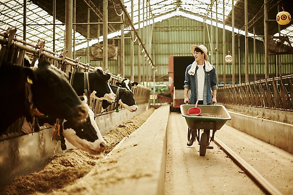 포토 JPG 주간 전신 남자 사진 한명 서기 20대 성인 야외 앞모습 아웃포커스 수레 한국인 농촌 시골 소 농부 귀농 바가지 외양간 여물통 성인남자한명만 청년농부 국내포토 양주시 자연요소 직업 1 뷰포인트 농업 포유류 모션 촬영기법 사람 동양인 청년 카트 경기도 남자한명만 성인남자만 파일형식