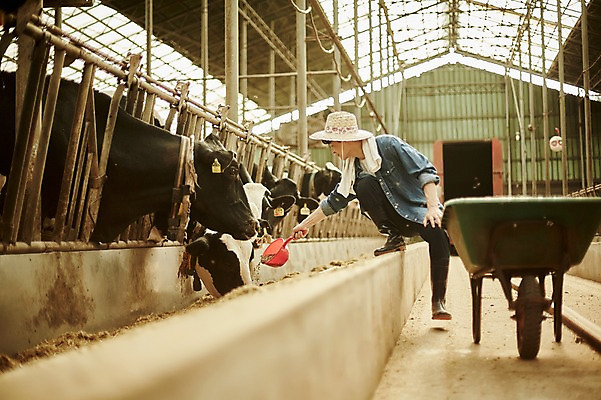 포토 JPG 주간 전신 남자 사진 한명 서기 미소 20대 성인 야외 옆모습 아웃포커스 수레 한국인 농촌 시골 소 농부 귀농 바가지 외양간 여물통 성인남자한명만 청년농부 국내포토 양주시 자연요소 직업 1 뷰포인트 농업 포유류 모션 촬영기법 표정 사람 동양인 청년 카트 경기도 남자한명만 성인남자만 파일형식
