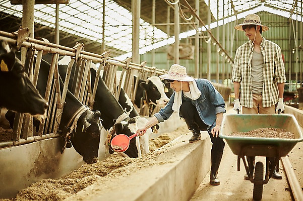포토 JPG 주간 전신 남자 사진 서기 미소 20대 성인 야외 두명 앞모습 아웃포커스 친구 한국인 농촌 시골 소 농부 먹이 귀농 바가지 여물 외양간 여물통 성인남자만 청년농부 국내포토 양주시 자연요소 직업 뷰포인트 농업 포유류 관계 모션 촬영기법 표정 사람 동양인 청년 경기도 남자만 성인만 파일형식